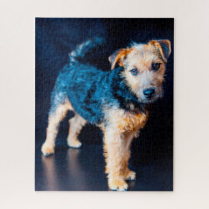 Lakeland Terrier Dog.