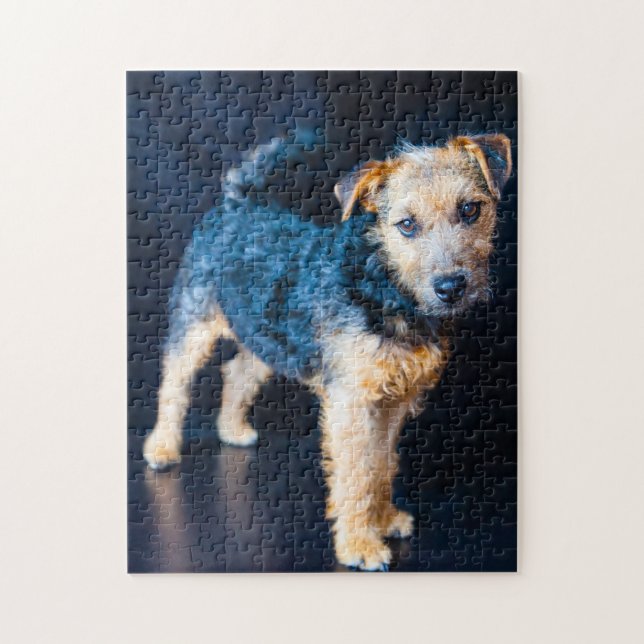 Lakeland Terrier Dog. (Vertikal)