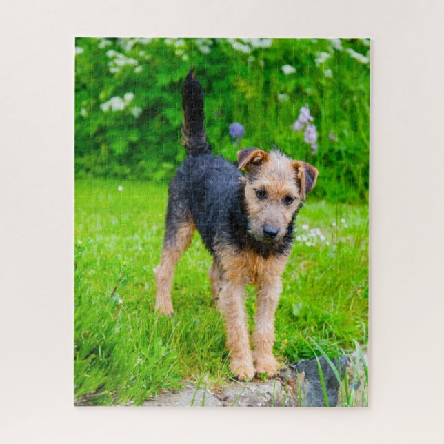 Lakeland Terrier Dog. (Vertikal)