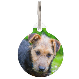 Lakeland Terrier. Haustiermarke