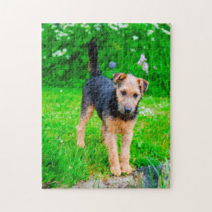 Lakeland Terrier Hund.