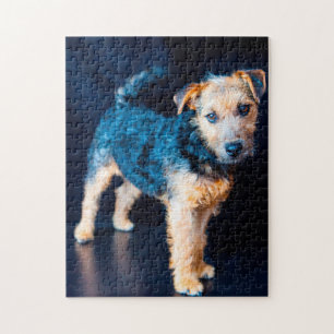 Lakeland Terrier Hund.