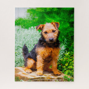 Lakeland Terrier Hund.