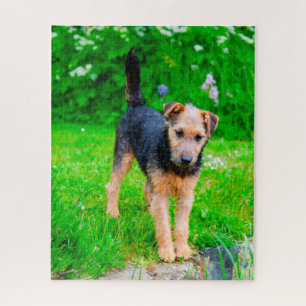 Lakeland Terrier Hund.