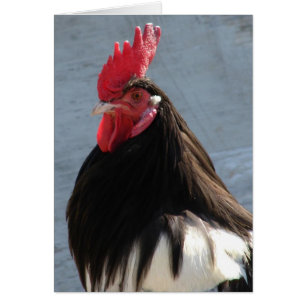 Lakenvelder Rooster Jeden Anlaß Blank Greting