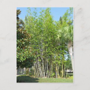 Lakeside Bamboo Postkarte