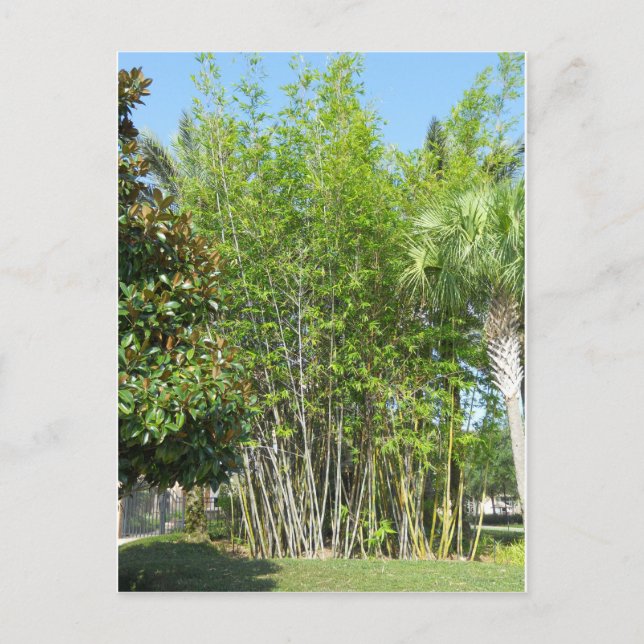 Lakeside Bamboo Postkarte (Vorderseite)