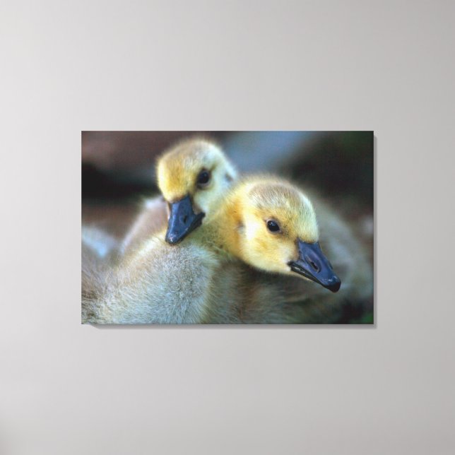 Lakeside Leinwanddruck (Vorderseite)