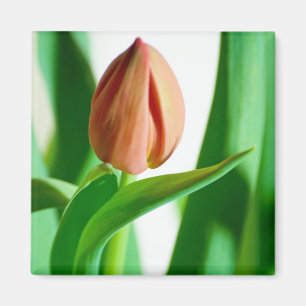 lala Tulip Magnet