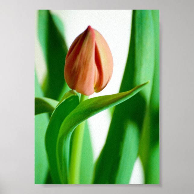 lala Tulip Print Poster (Vorne)