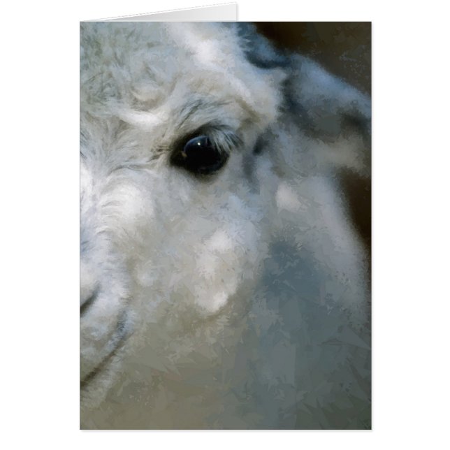 Lama (Devant)