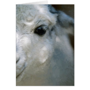 Lama