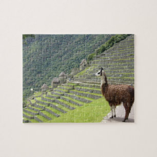 Lama