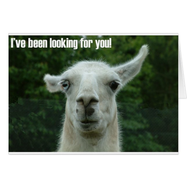 Lama (Vorderseite (Horizontal))