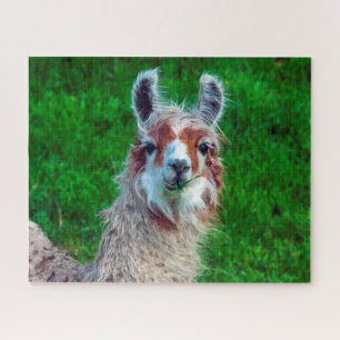 Lama auf einem Bauernhof, Puzzle