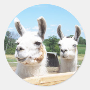 Lama-Aufkleber Runder Aufkleber