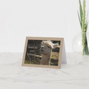 Lama Birthday-Karte Karte