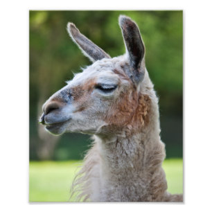 Lama-Druck Fotodruck