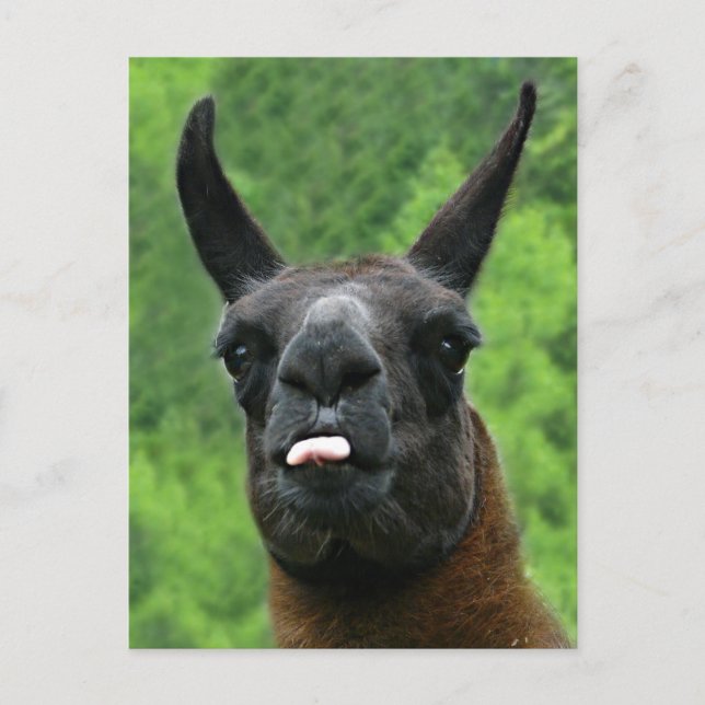 Lama haftet heraus Zunge an IHNEN! Postkarte (Vorderseite)