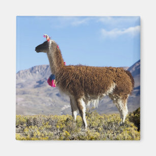Lama-Herde in der Puna, Berge der Anden 2 Magnet