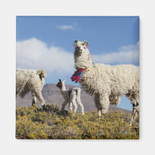 Lama-Herde in der Puna, Berge der Anden 3 Magnet