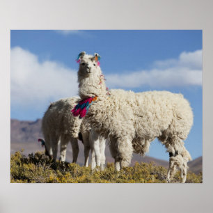 Lama-Herde in der Puna, Berge der Anden Poster