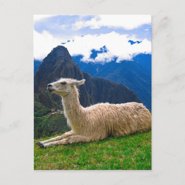 Lama in Machu Picchu Postkarte (Vorderseite)