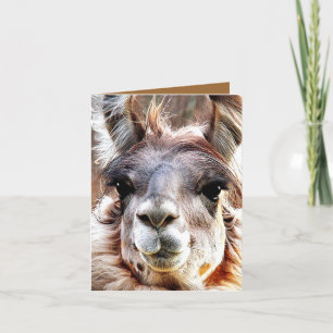 Lama Karte