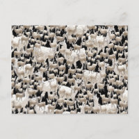 Lama, Llama Postkarte