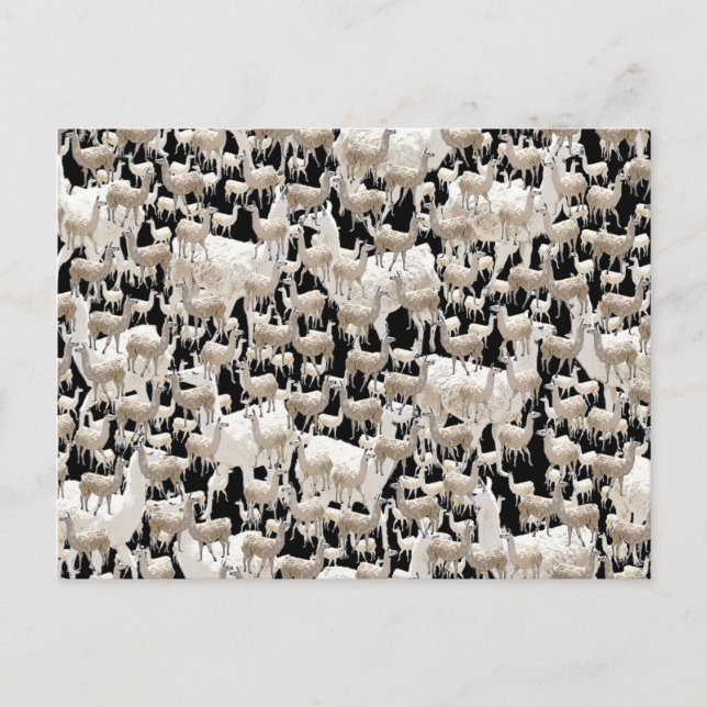 Lama, Llama Postkarte (Vorderseite)
