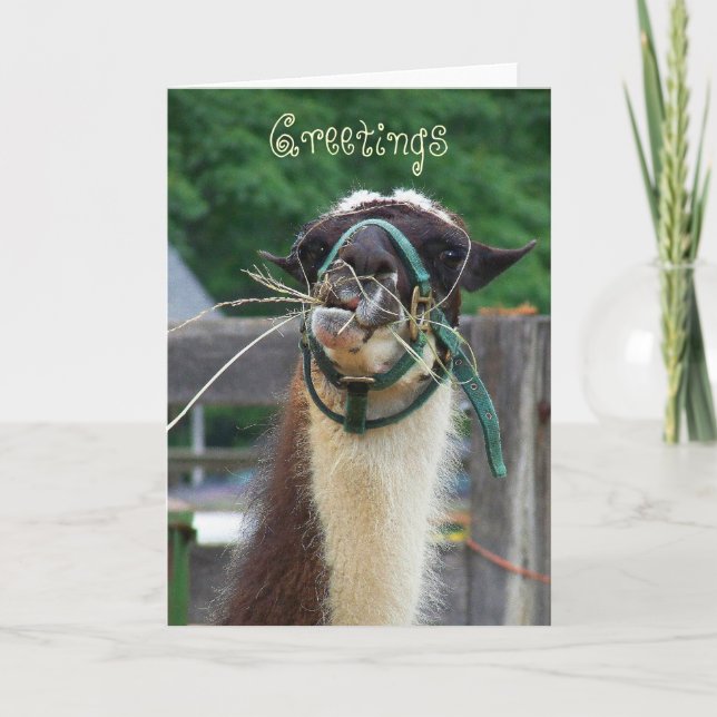 Lama Llunch, Grüße Karte (Vorderseite)