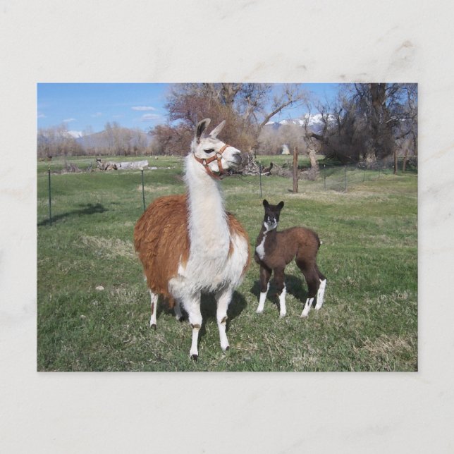 Lama Mama und Llama Baby Postkarte (Vorderseite)