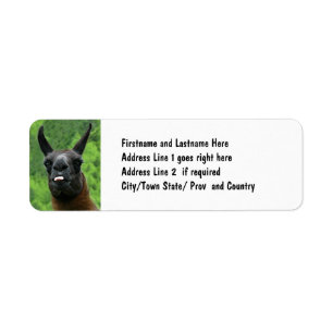 Lama mit Haltung - Zunge-Foto heraus haften