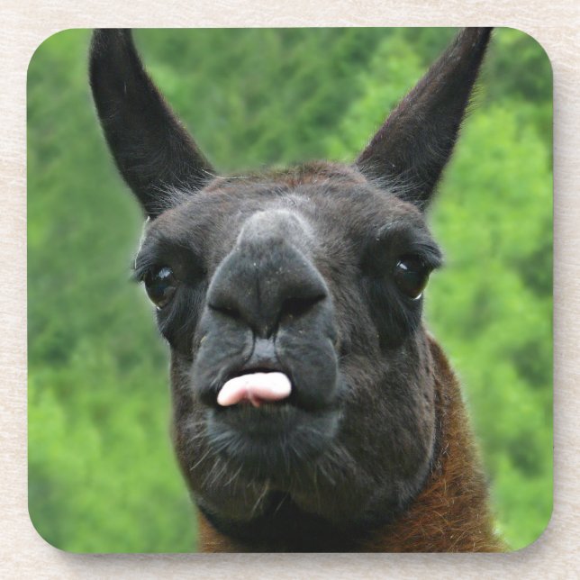 Lama mit Haltung - Zunge-Foto heraus haften Getränkeuntersetzer (Vorderseite)