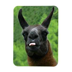 Lama mit Haltung - Zunge-Foto heraus haften Magnet