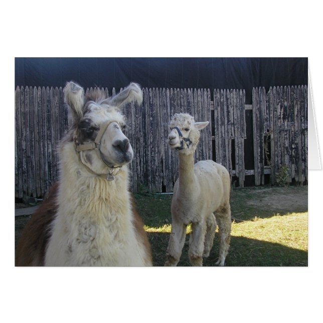 Lama Pals! (Vorderseite (Horizontal))