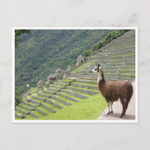 Lama peru postkarte