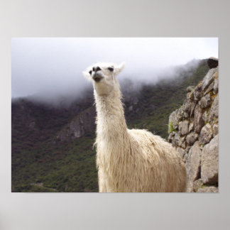 Lama-Plakat Poster