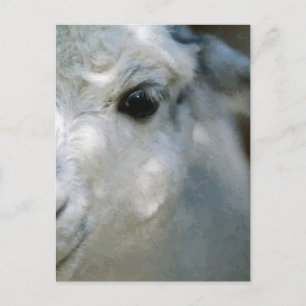 Lama Postkarte