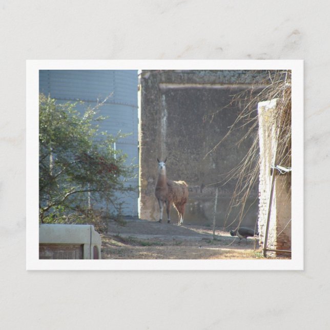 Lama Postkarte (Vorderseite)