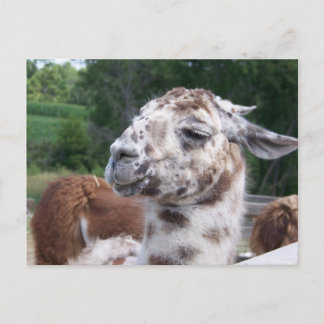 Lama-Postkarte Postkarte