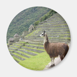 Lama sieht aus magnet