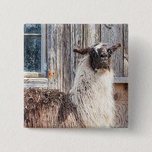 Lama vor einer Scheune Button