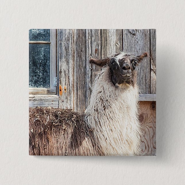 Lama vor einer Scheune Button (Vorderseite)
