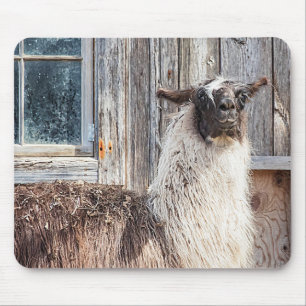 Lama vor einer Scheune Mousepad