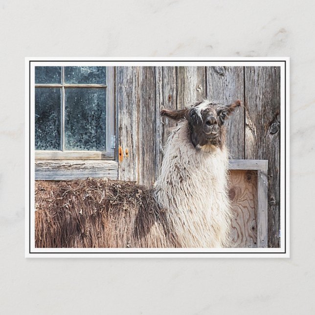 Lama vor einer Scheune Postkarte (Vorderseite)