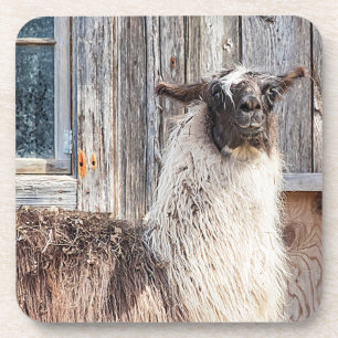 Lama vor einer Scheune Untersetzer