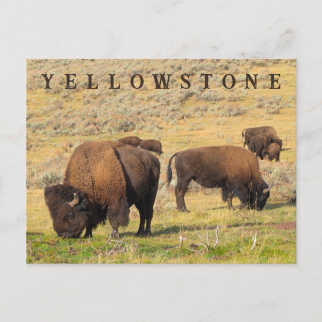 Lamar Valley Bison Yellowstone Nationalpark Postkarte (Vorderseite)