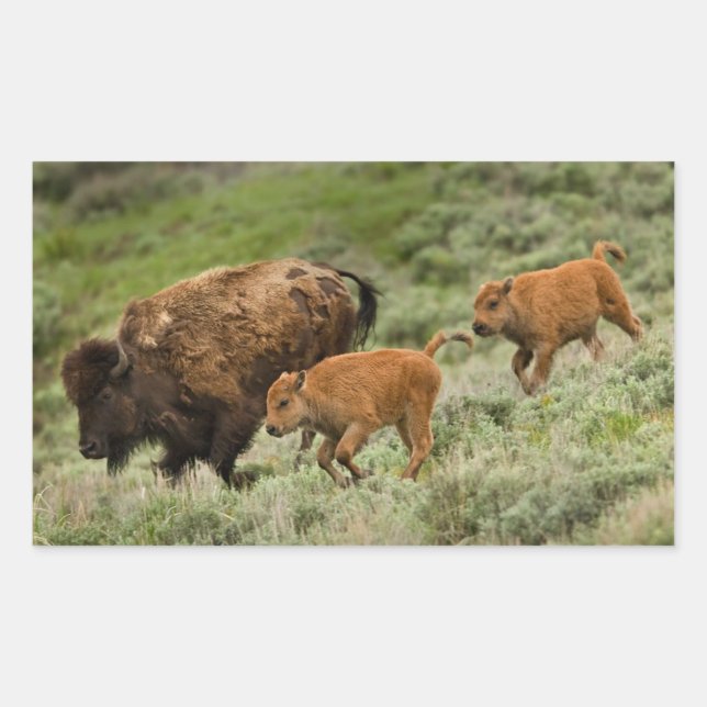 Lamar Valley Mini Stampede Rechteckiger Aufkleber (Vorderseite)