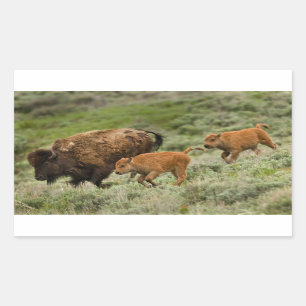 Lamar Valley Mini Stampede Rechteckiger Aufkleber